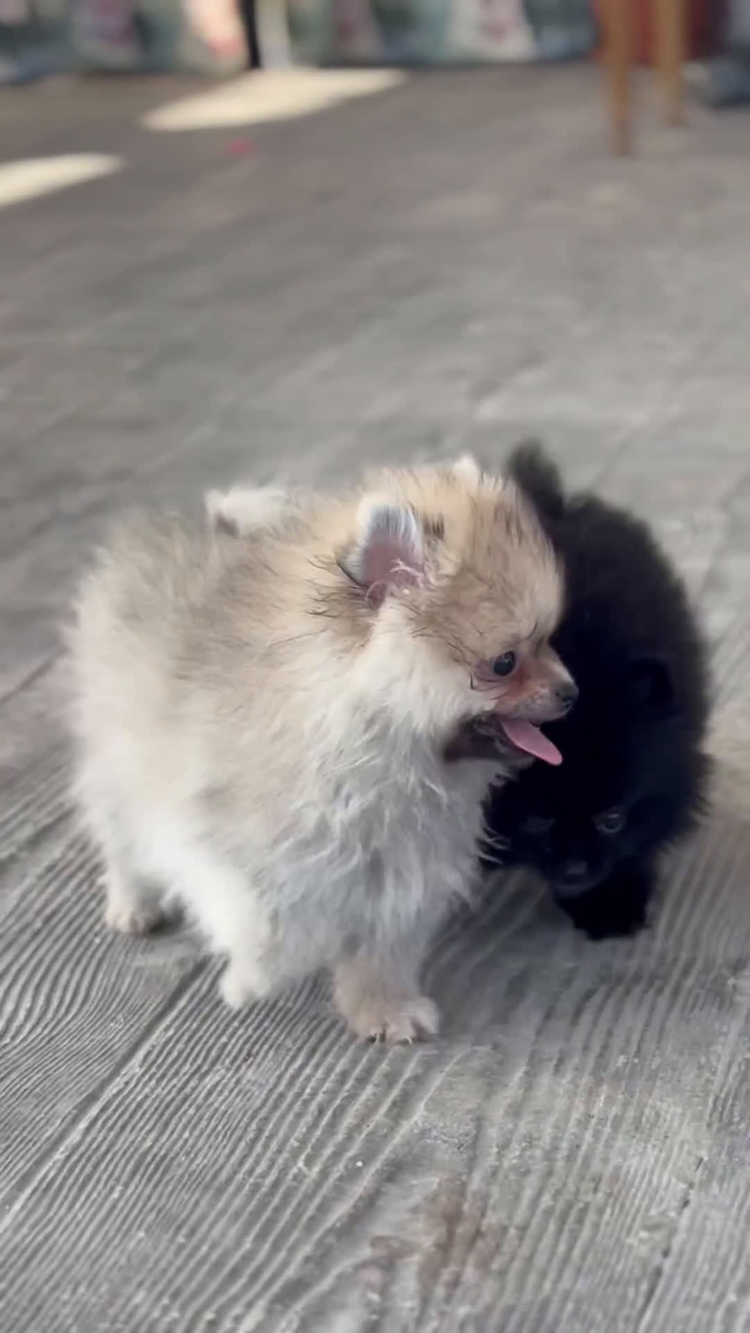 Pomerania perros en venta: 🐾🔥 Mini leones listos para rugir 🎯 - Video 1
