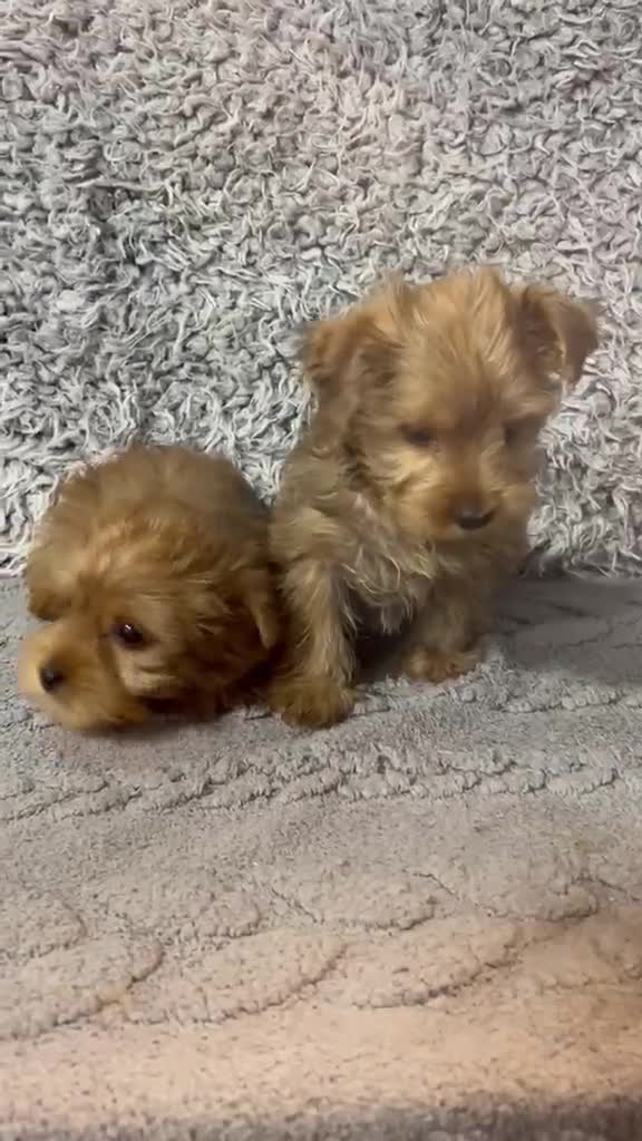 Yorkshire Terrier perros en venta: Yorkshire terrier rubio - Video 1