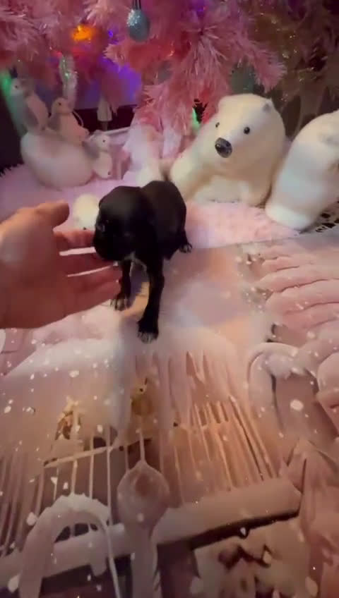 Chihuahua perros en venta: Chihuahua toy negro  - Video 1