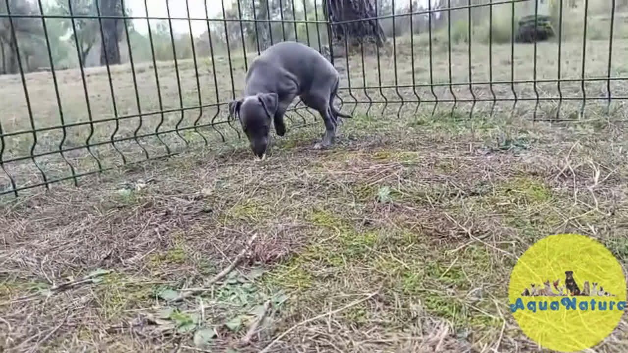 Pequeño Lebrel Italiano perros en venta: Lebrel Italiano Hembra 2 de AB y Omega AQUANATURA - Video 1