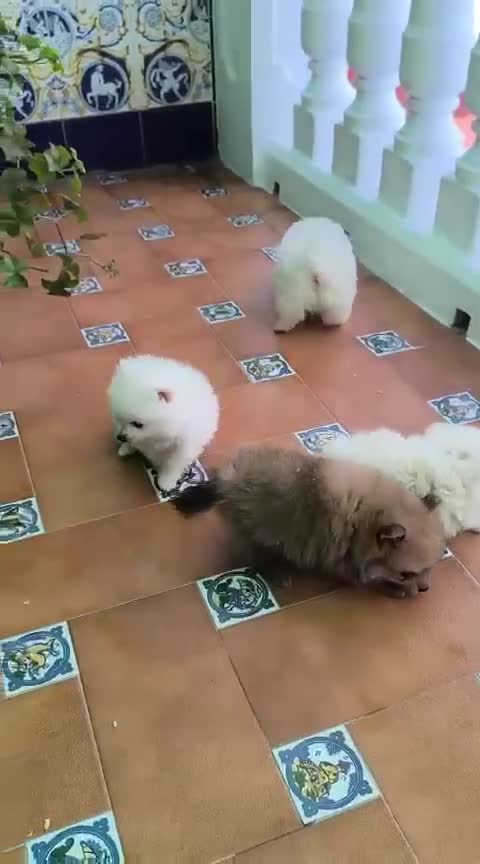 Pomerania perros en venta: Lulu pomerania  - Video 1