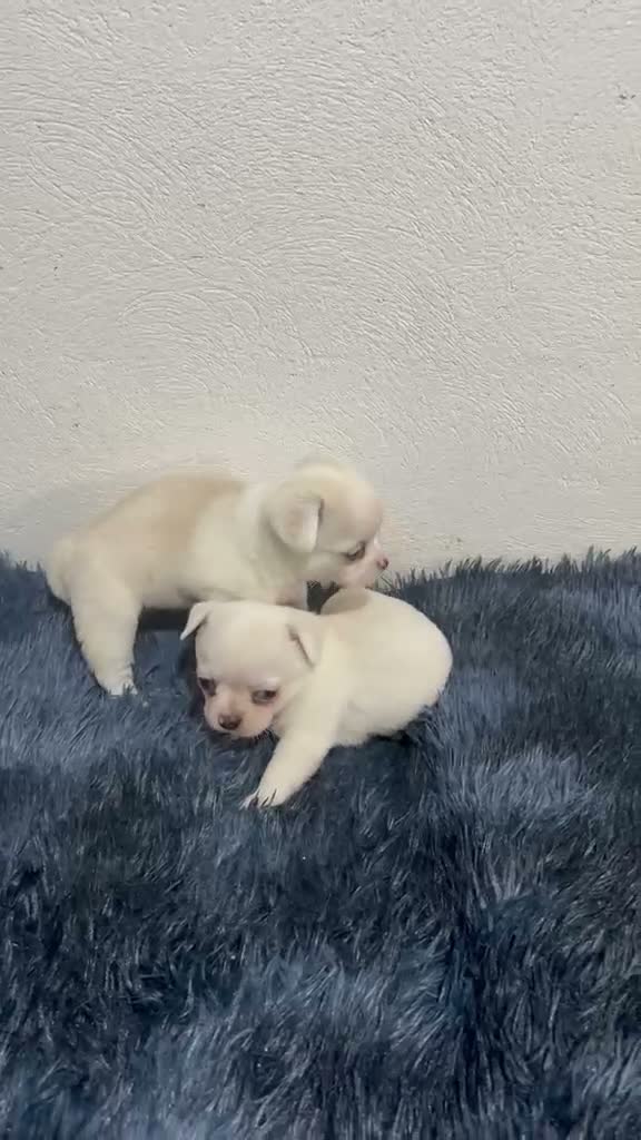 Chihuahua perros en venta: CACHORROS CHIHUAHUA MINI TOY - Video 1