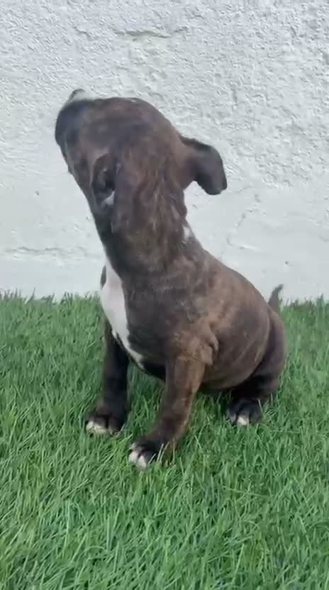American Staffordshire-Terrier perros en venta: American Stanffordshire terrier - Video 2
