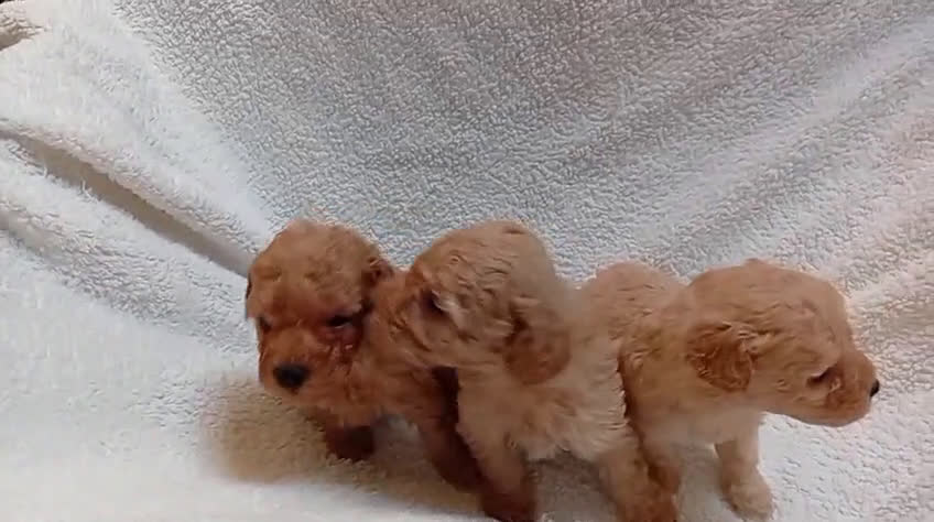 Caniche Toy perros en venta: caniches apricot toy 💛 en Madrid - Video 5