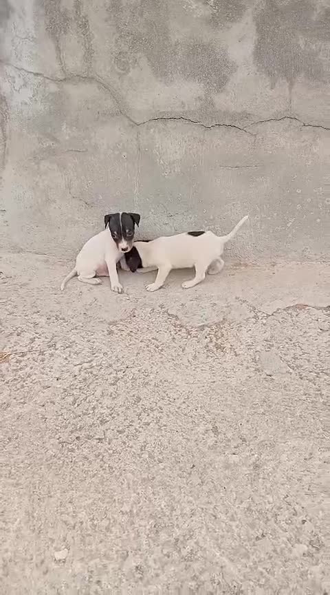 Ratonero Bodeguero Andaluz perros en venta: Bodeguero  - Video 1