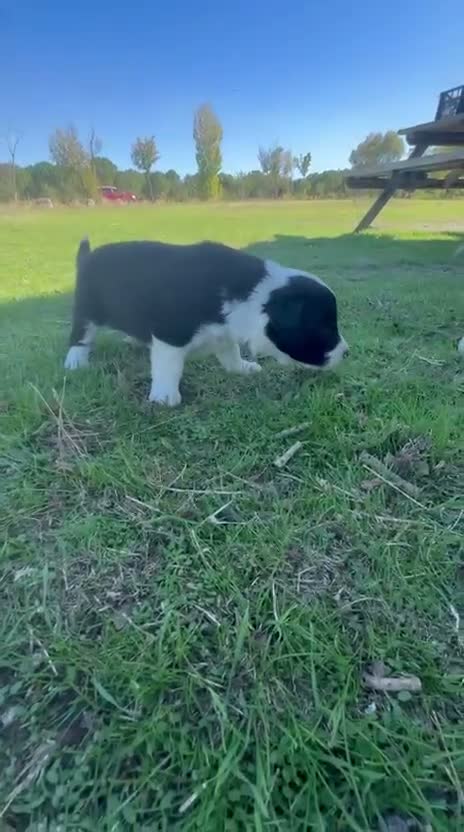 Border Collie perros en venta: Border collie - Video 4