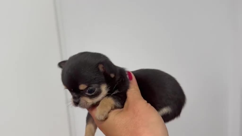 Chihuahua perros en venta: Dos machos de chihuahuas toy linea rusa - Video 1