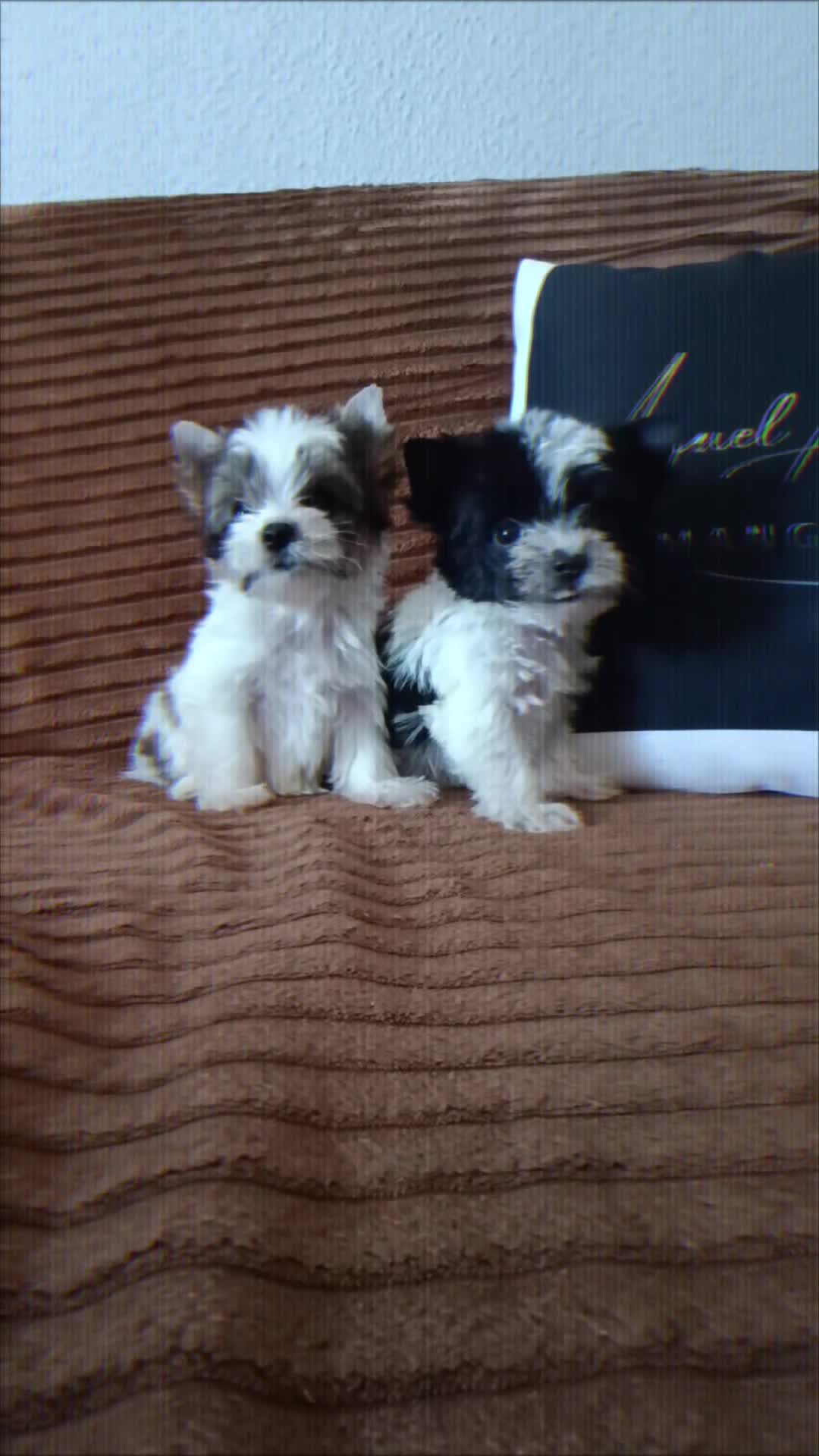 Yorkshire Terrier perros en venta: Exóticos yorkshire  - Video 1