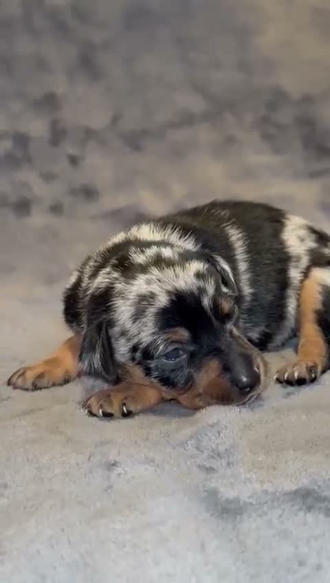 Pinscher Miniatura perros en venta: Pinscher miniatura - Video 2