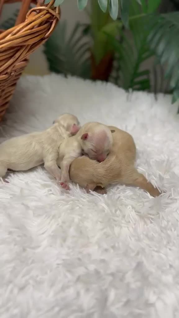 Maltipoo perros en venta: MALTIPOO - Video 1