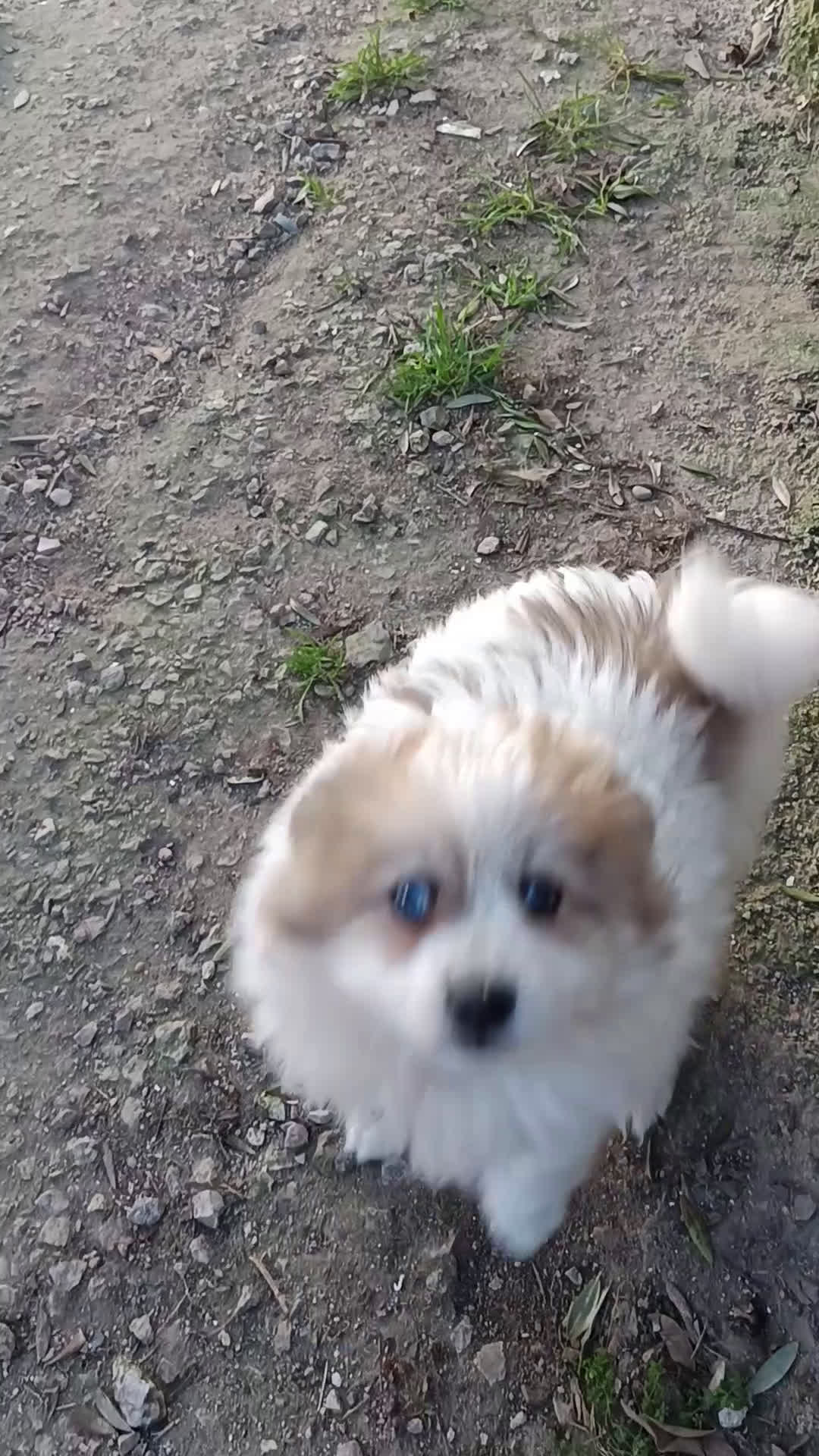 Pomerania perros en venta: Pomerania  - Video 1