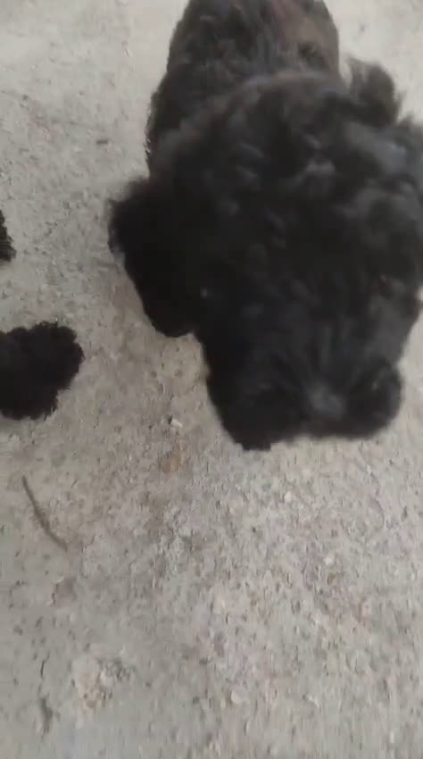 Perro de Agua Español perros en venta: Cachorro perro de aguas 🖤 - Video 1