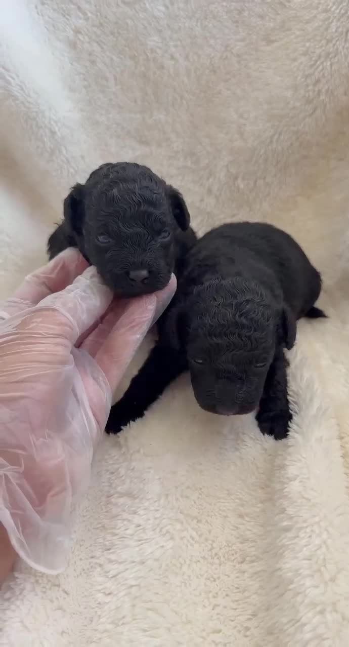 Caniche Toy perros en venta: Caniche toy! - Video 1