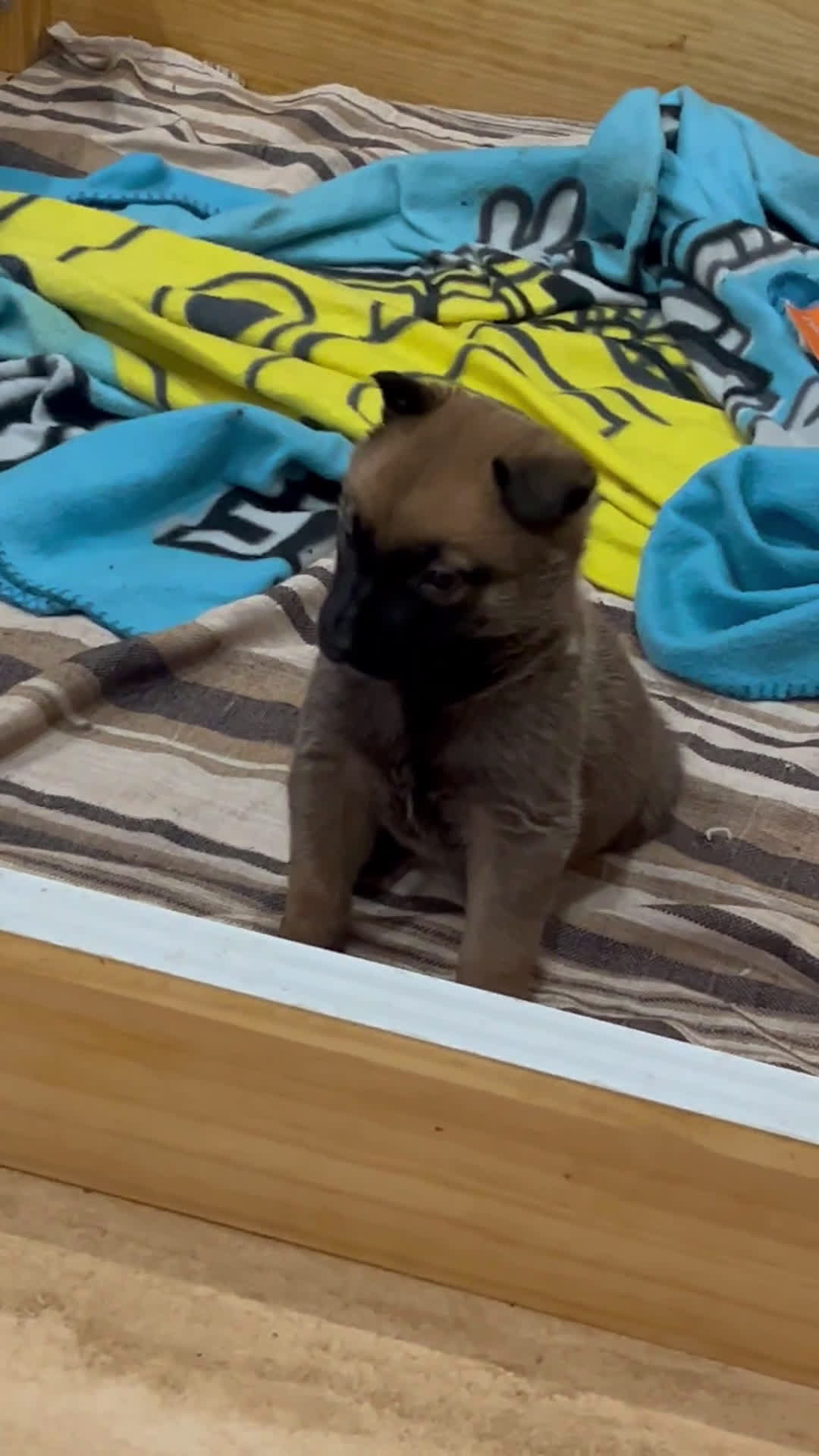 Pastor Belga Malinois perros en venta: Pastor belga malinois  - Video 1