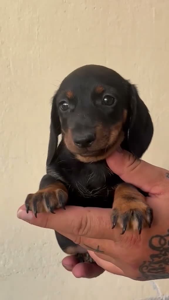 Teckel Miniatura perros en venta: KECKEL MINI HEMBRA  - Video 1