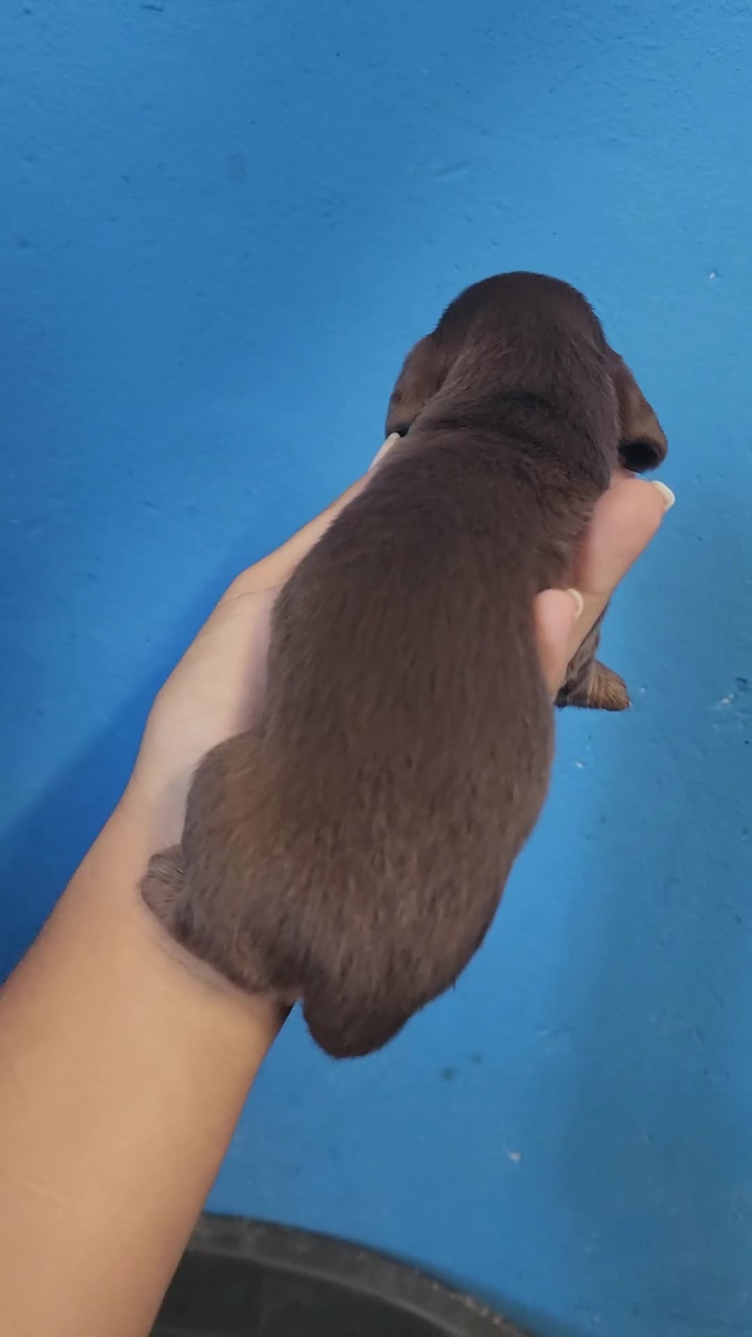 Biewer Yorkshire Terrier a la Pom Pon perros en venta: Yorkshire precio real - Video 1
