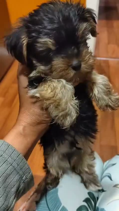 Yorkshire Terrier perros en venta: Nueva Camada de Yorkshire Toy - Video 1