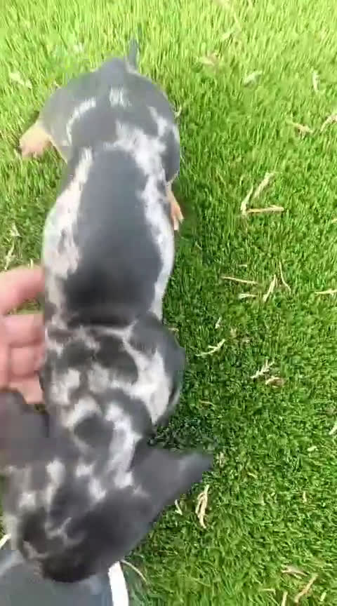 Teckel perros en venta: Teckel macho arlequín  - Video 1