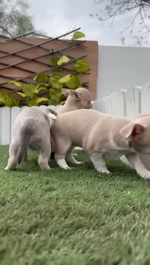 Chihuahua perros en venta: CHIHUAHUA - Video 5