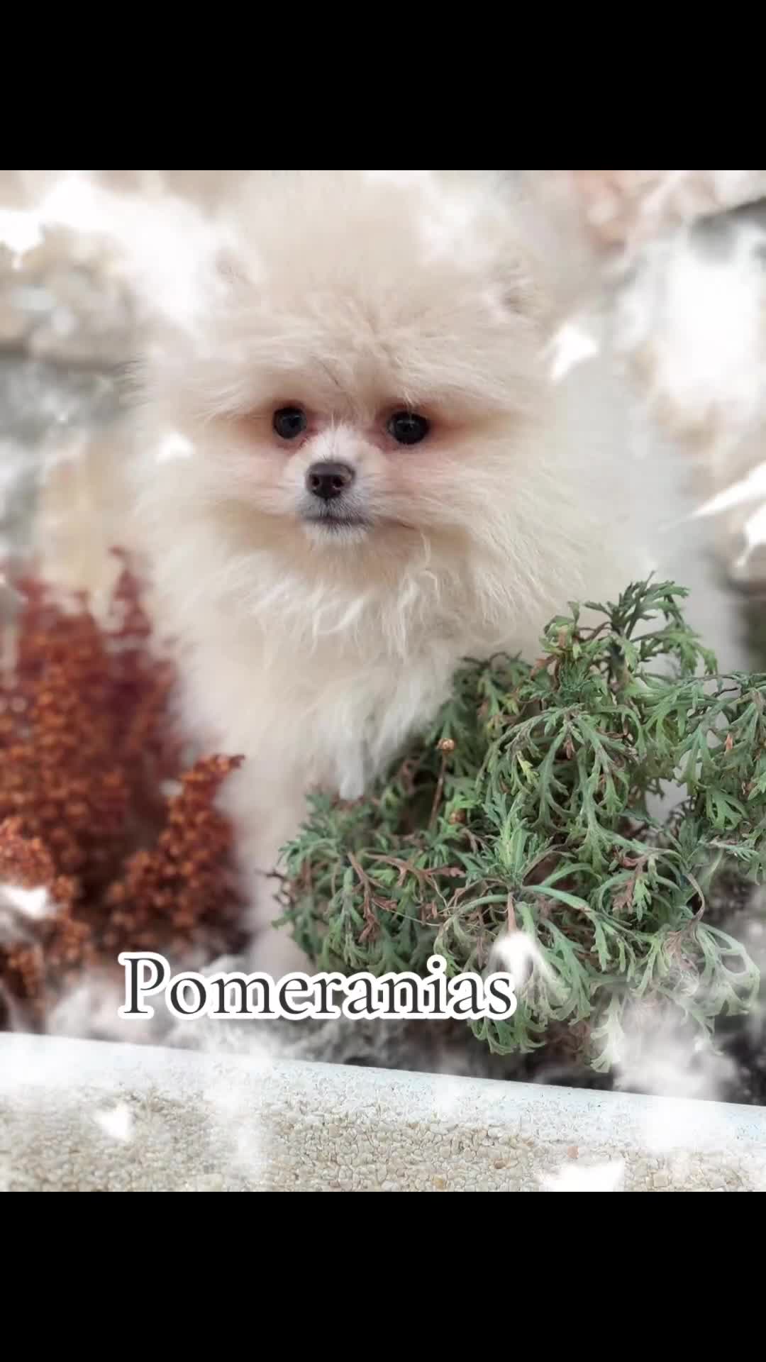 Pomerania perros en venta: Pomeranias toy  - Video 2