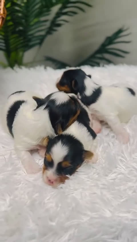 Yorkshire Terrier perros en venta: YORKSHIRE BIEWER - Video 3