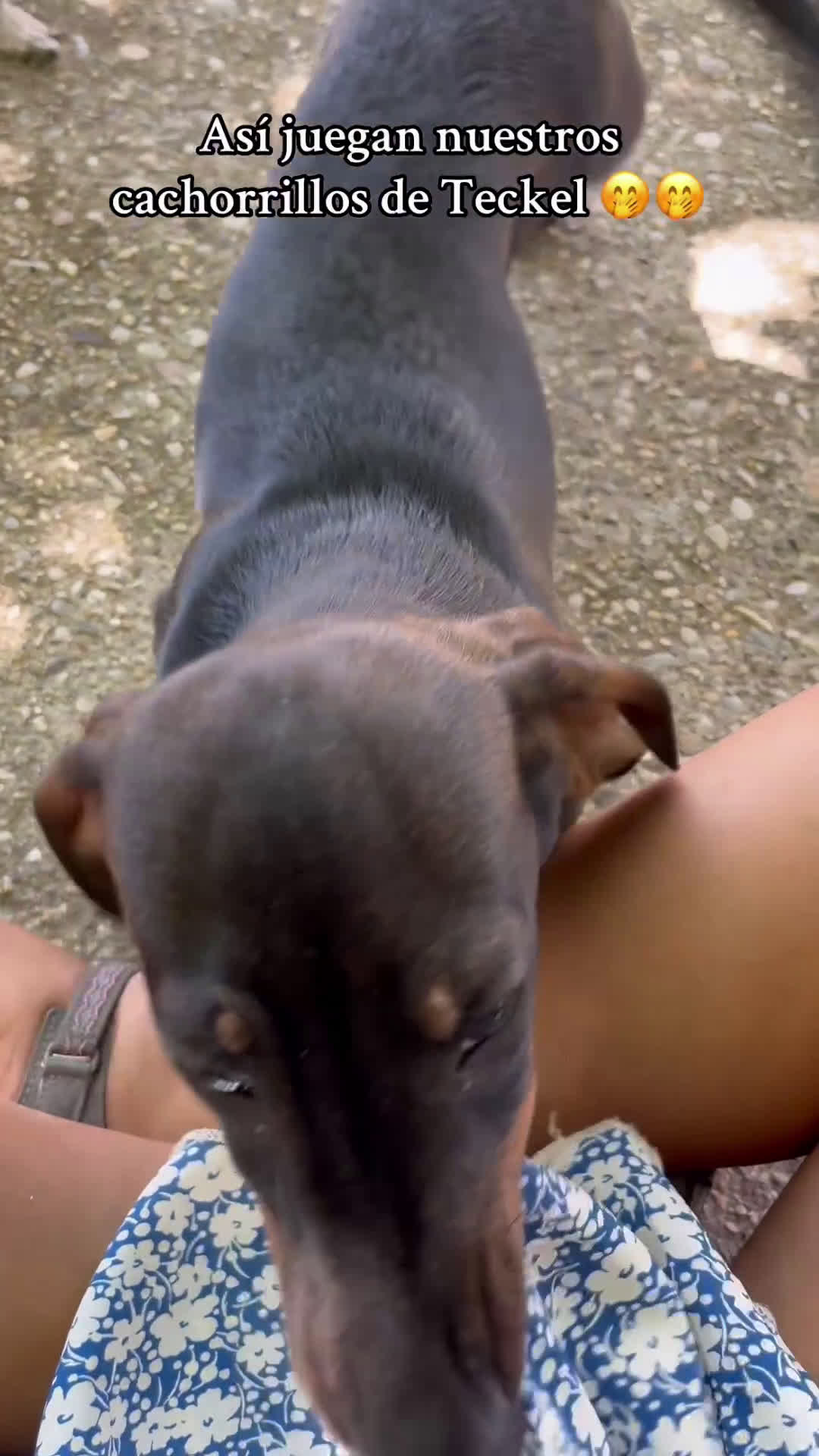 Teckel perros en venta: Teckel macho  - Video 1