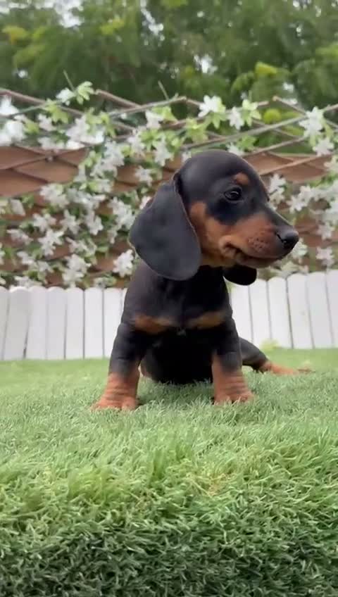 Teckel Miniatura perros en venta: TECKEL MINIATURA – PEQUEÑO, LLENO DE PERSONALIDAD  - Video 2