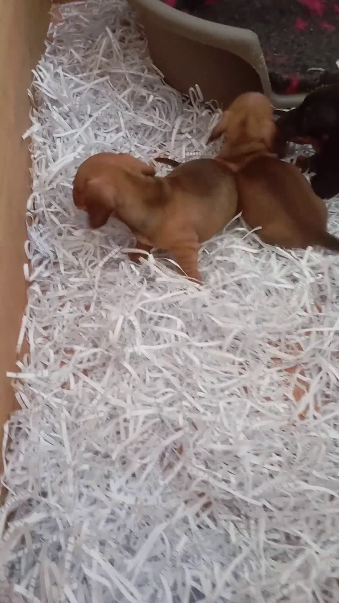 Teckel Miniatura perros en venta: Teckel miniatura Canichen  - Video 1