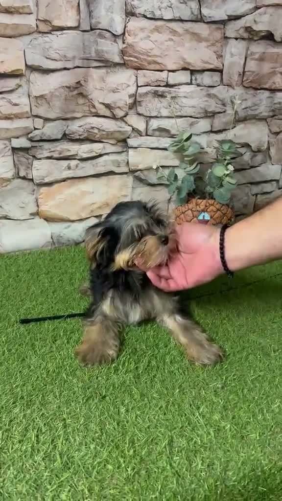 Yorkshire Terrier perros en venta: CACHORROS YORKSHIRE - Video 1