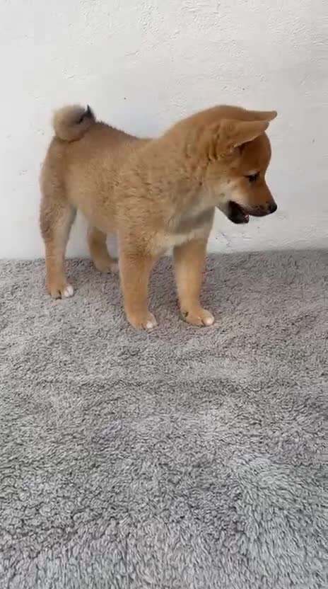 Shiba Inu perros en venta: Shiba Inu Hembra - Video 1