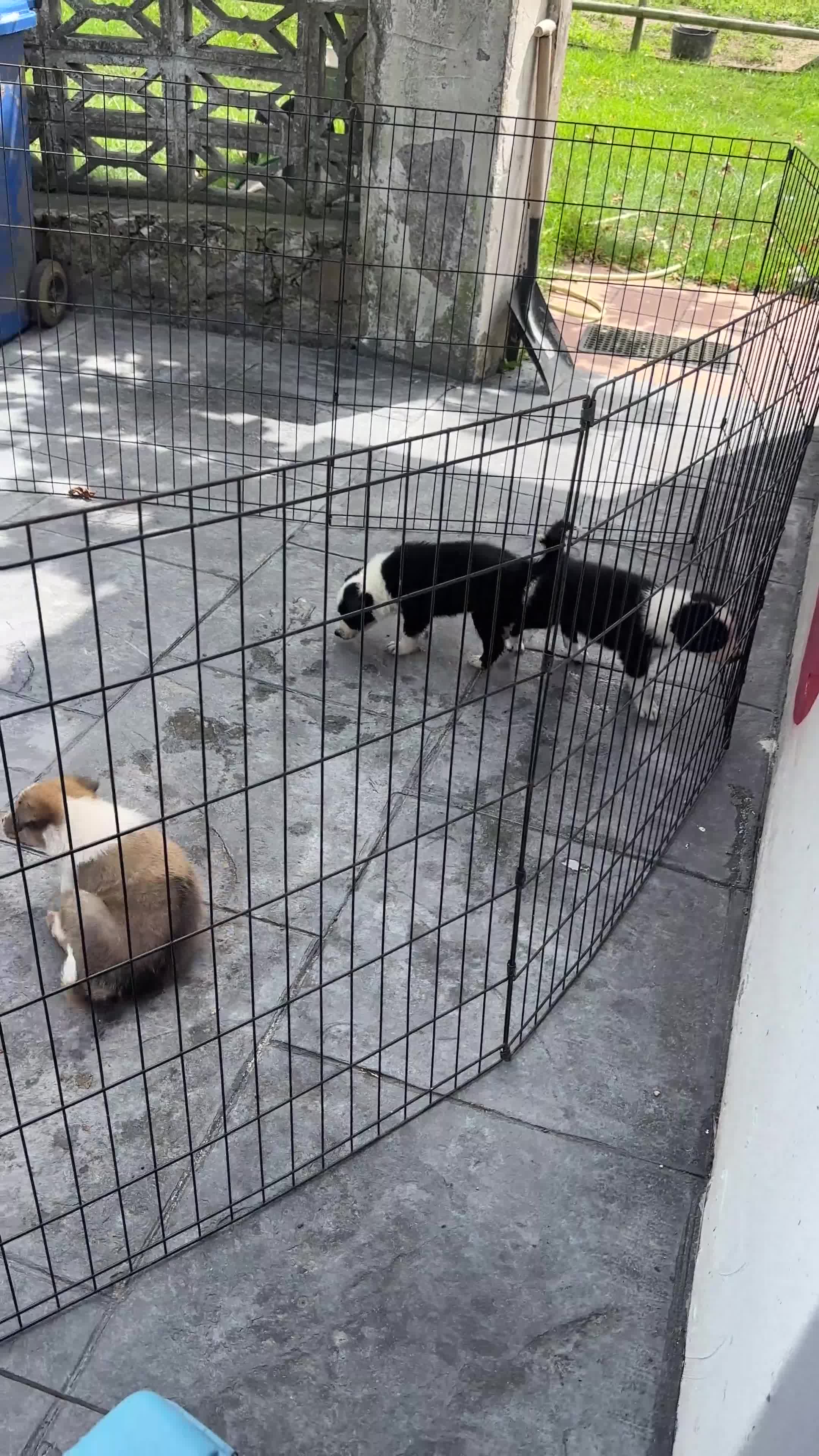 Border Collie perros en venta: Border collie  - Video 1