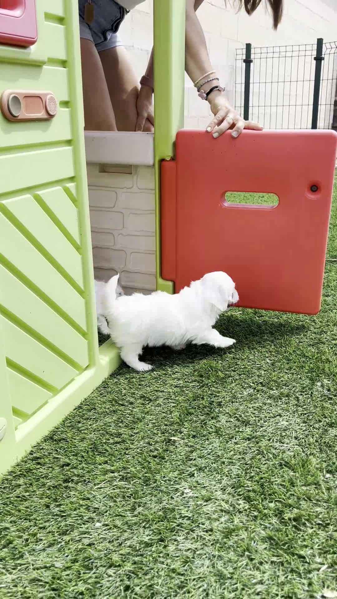 Bichón Maltés perros en venta: Bichón maltés  - Video 1