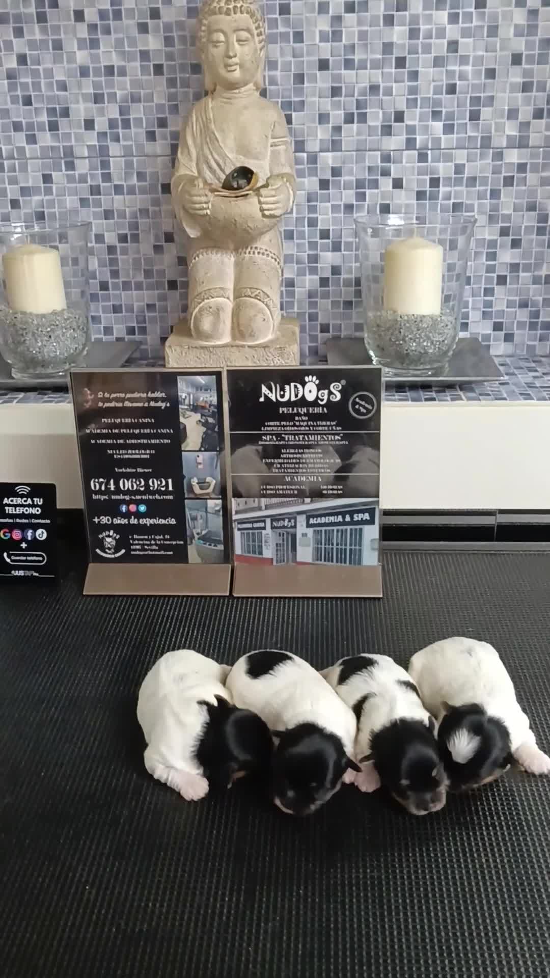 Biewer Yorkshire Terrier a la Pom Pon perros en venta: Yorkshire terrier biewer hembras. Pedigree opcion. - Video 2