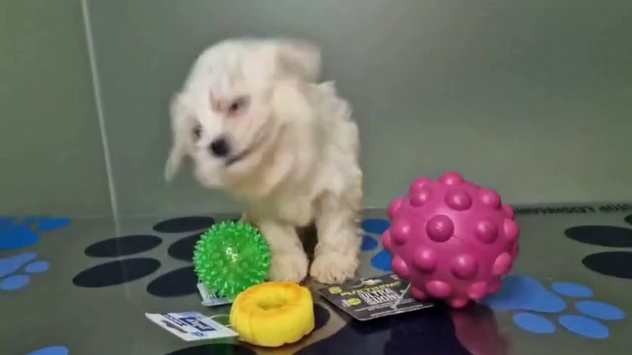 Bichón Maltés perros en venta: Bichon Maltes Hembra 2 AQUANATURA - Video 1