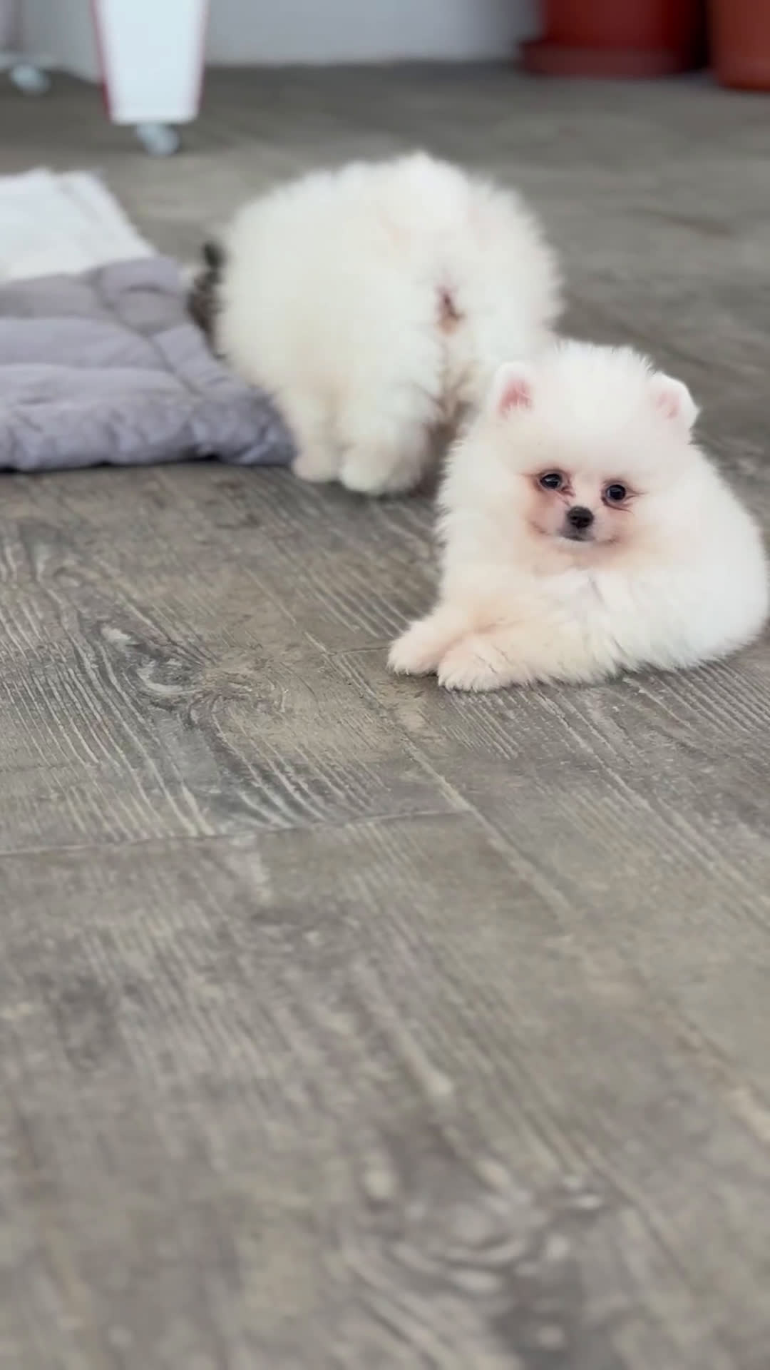 Pomerania perros en venta: ✨ Cuatro Pomeranias únicos buscan hogar ✨ - Video 3