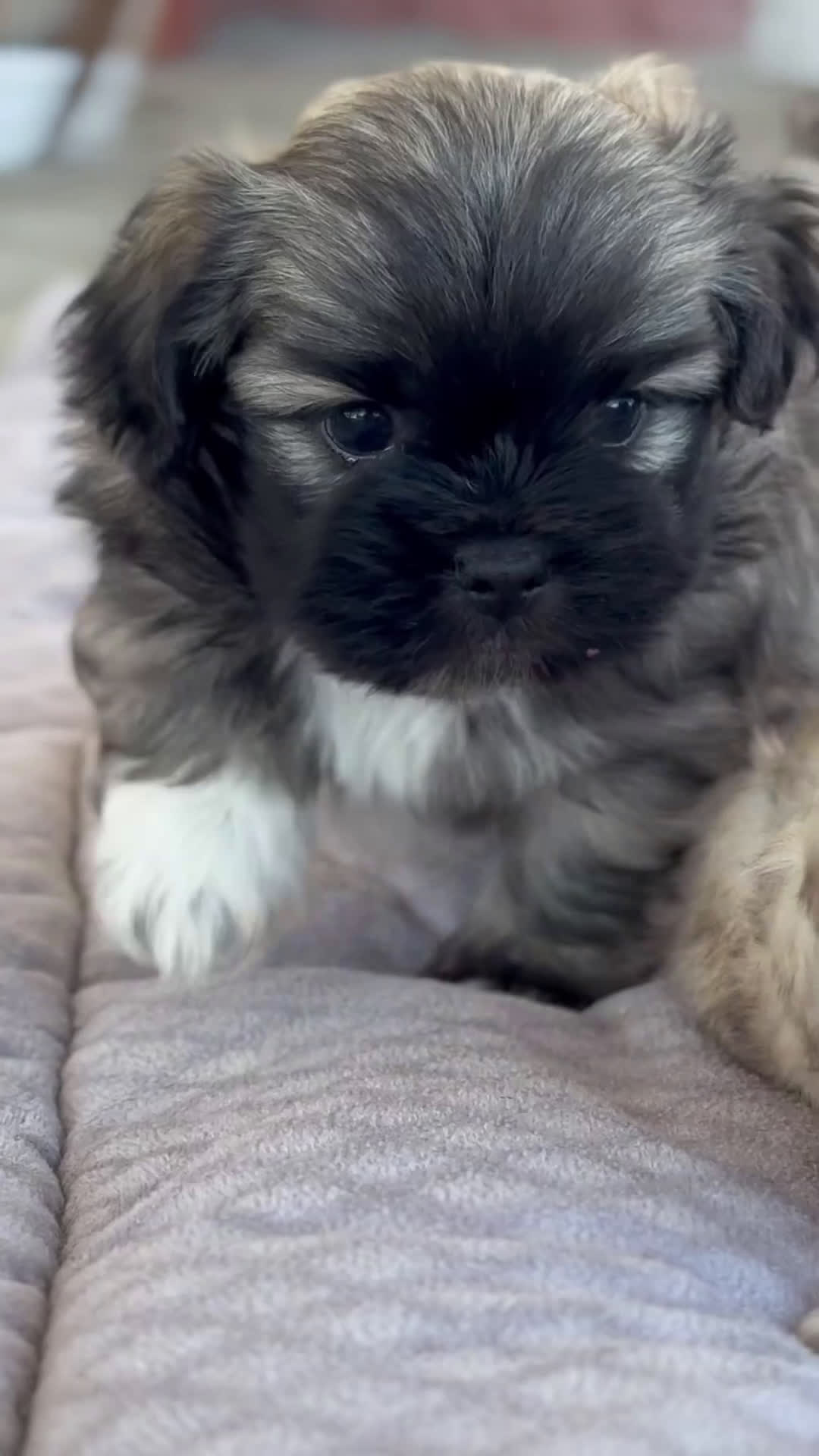 Maltipoo perros en venta: 🐾 Maxi y Boom – Maltipoo marrones con encanto  - Video 1