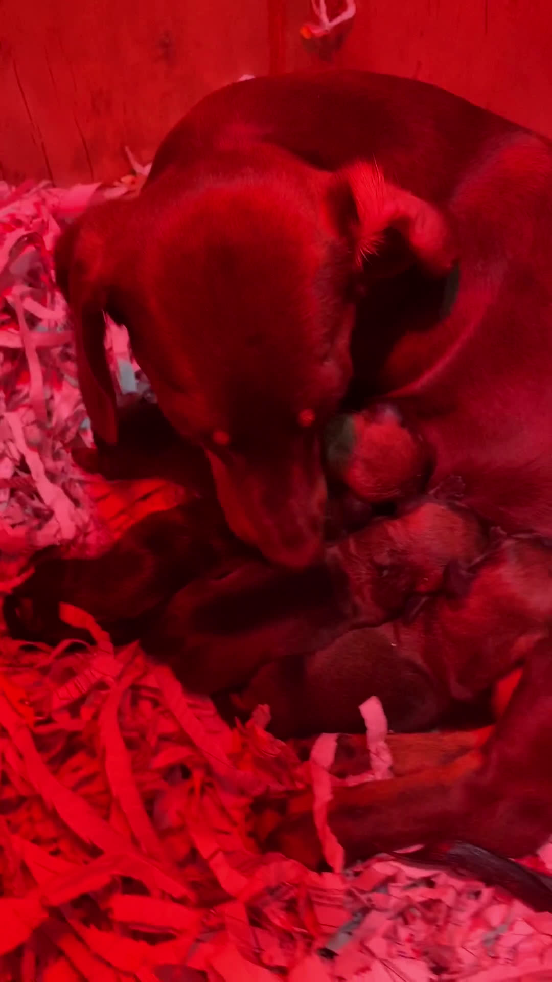 Teckel Miniatura perros en venta: Cachorros Teckel miniatura criadero Valencia en Valencia - Video 1