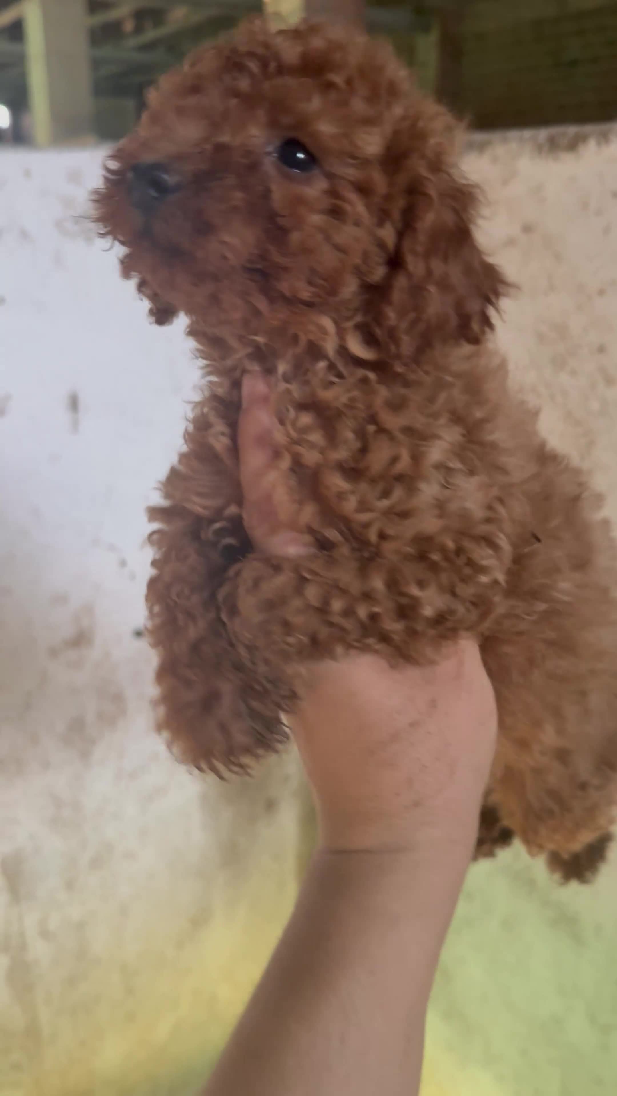 Caniche Enano perros en venta: Caniches rojos  - Video 2