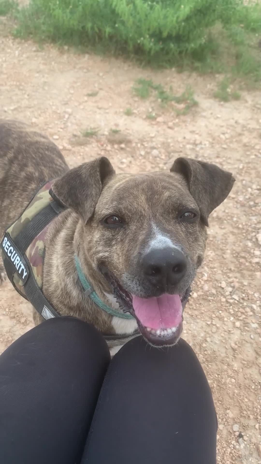 American Pit Bull Terrier perros en adopcion: TIGRE 🥰❤️ en Adopción  - Video 1