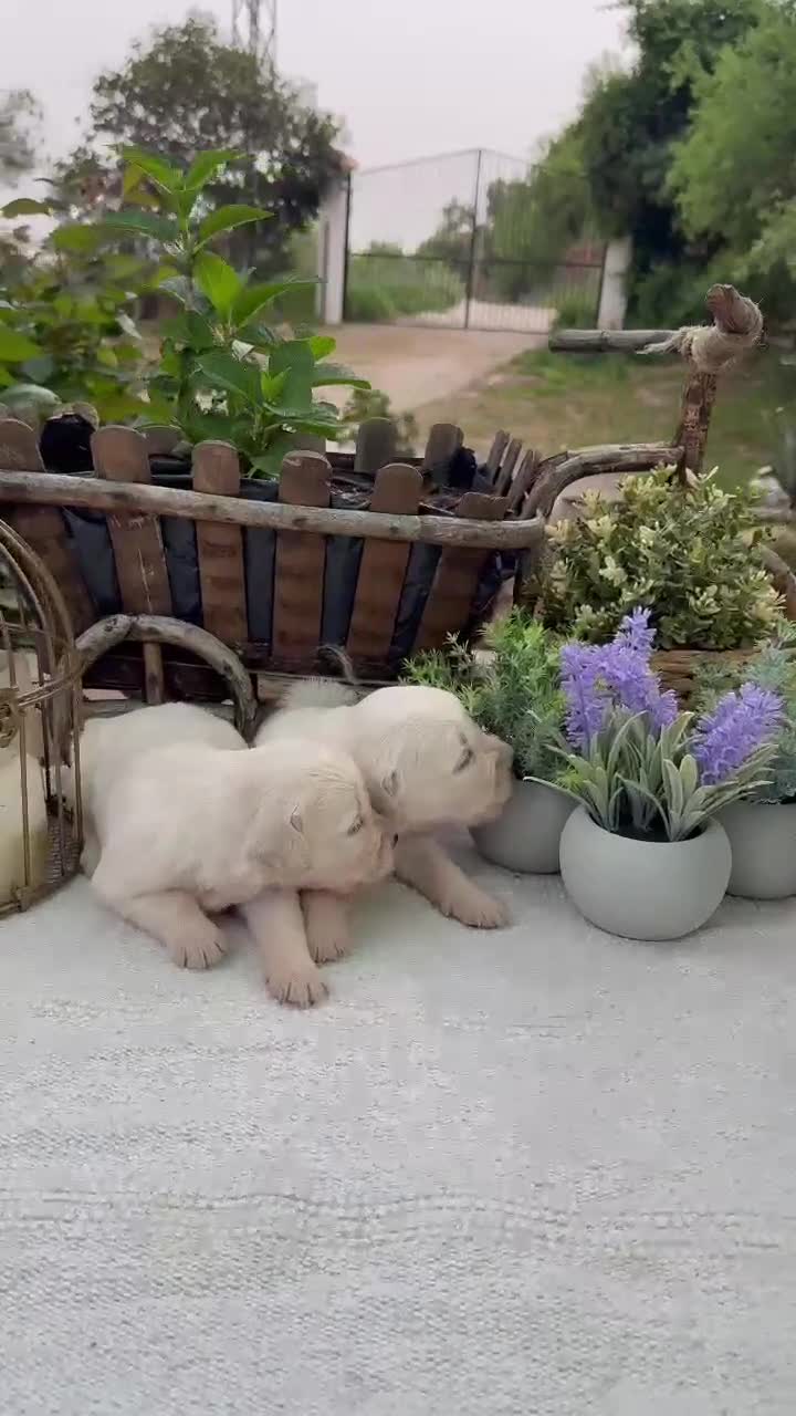 Golden Retriever perros en venta: Golden retriever bebes espectaculares nobles - Video 1