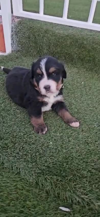 Boyero de Berna perros en venta: Boyeros De Berna Preciosos Bebes disponible  - Video 4