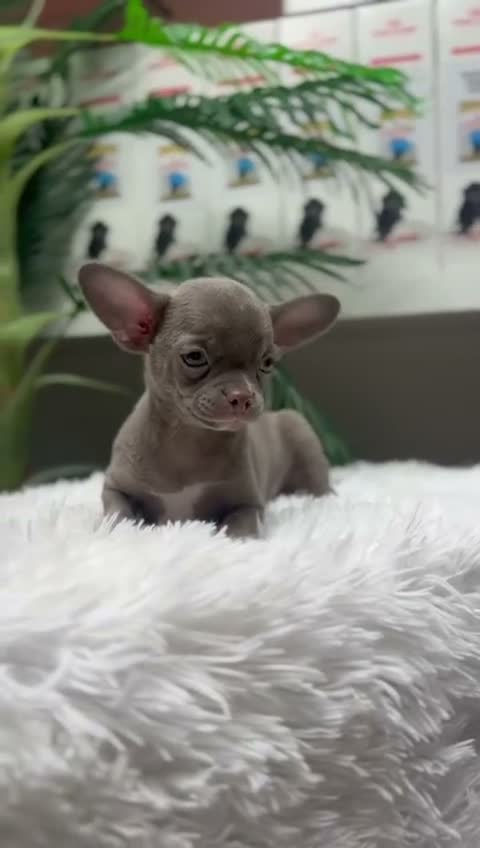 Chihuahua perros en venta: 💜 CHIHUAHUA MACHO LILAC – UN COLOR QUE ENAMORA 💜 - Video 1