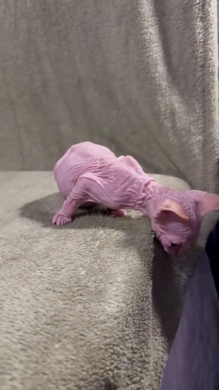 Sphynx gatos en venta: Camada Sphynx preciosa - Video 1