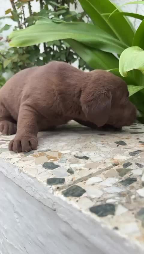 Labrador Retriever perros en venta: Labrador retriever línea inglesa chocolate  - Video 1