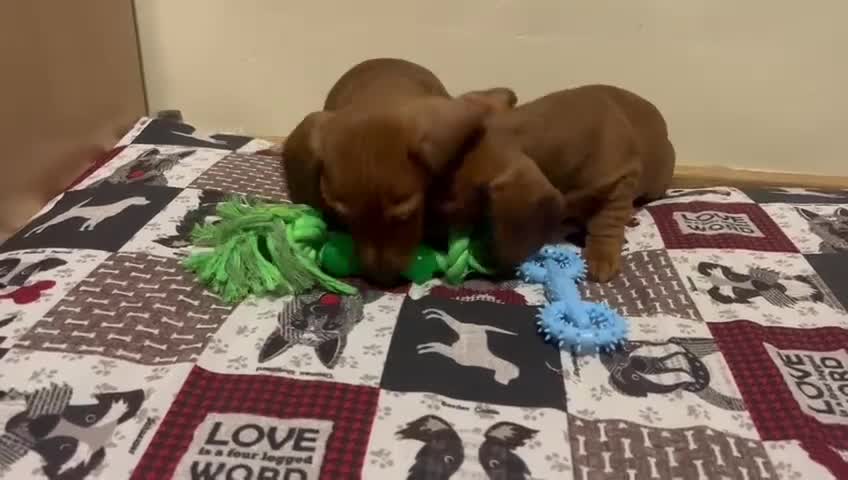 Teckel Miniatura perros en venta: Cachorros teckel  - Video 1