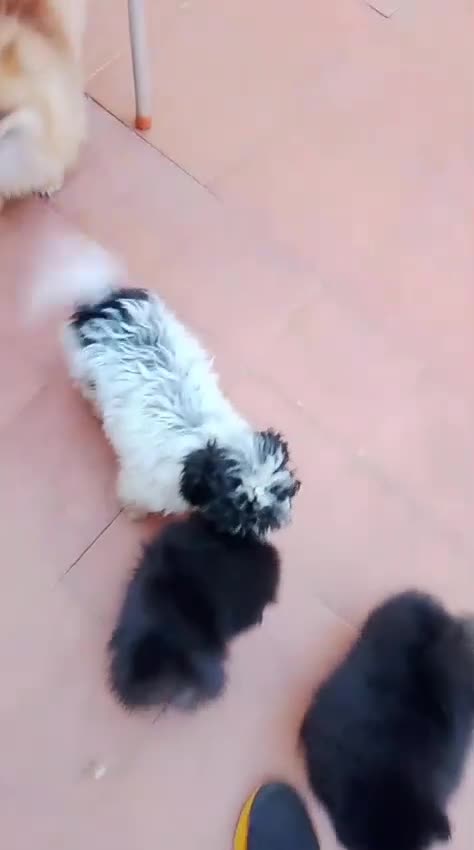 Pomerania perros en venta: Pomerania Toy hembra  - Video 1