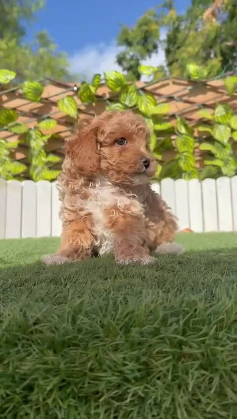 Raza Mixta perros en venta: CANICHE MACHO - Video 1