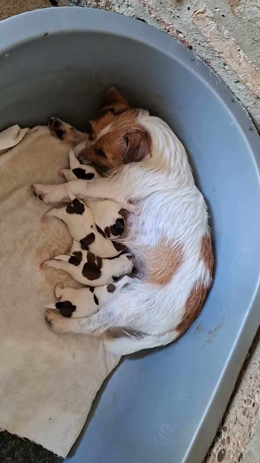 Jack Russell Terrier perros en venta: Jack Russell terrier - Video 1