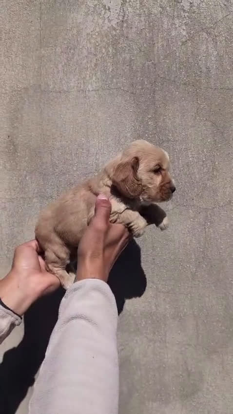 Cocker Spaniel Inglés perros en venta: Cocker spaniel ingles Macho disponible  - Video 1