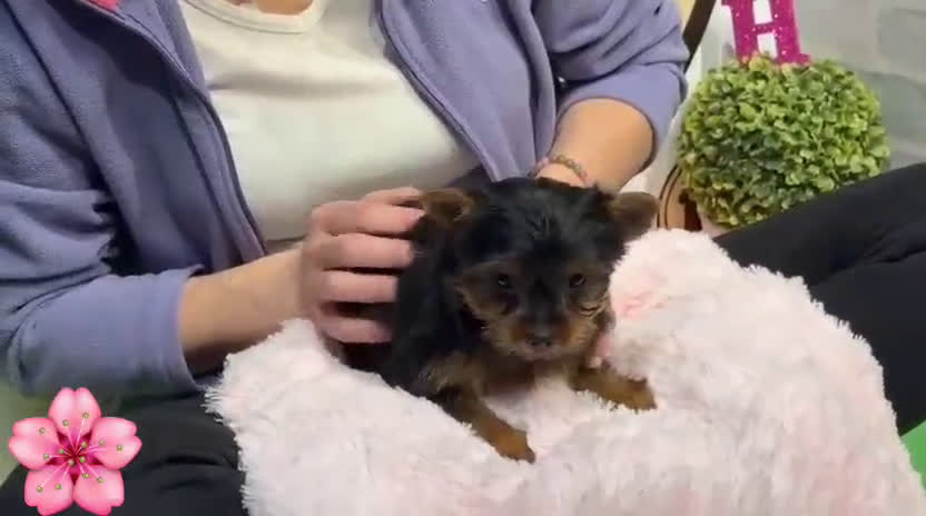 Yorkshire Terrier perros en venta: Yorkshire terrier - Video 5